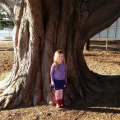 big-old-trees-AustralianWorkshopCreations--trees