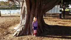 big-old-trees-AustralianWorkshopCreations--trees