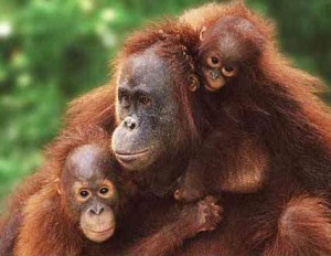 Orangutan family endangered