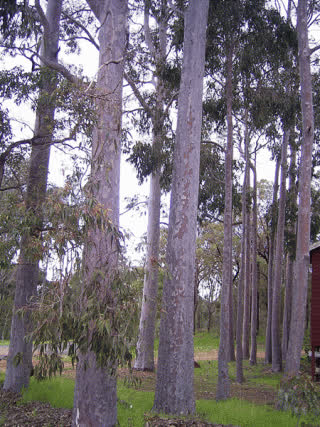 Spotted Gum Plantation Timber trees