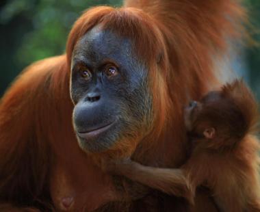 Photo of Sumatran Orangutan with child photo from GRASP