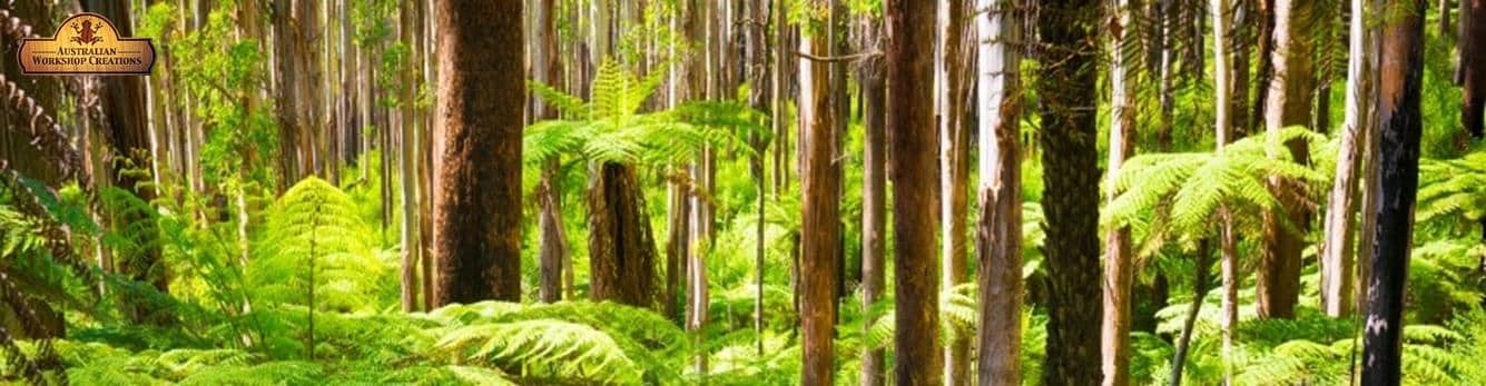 lush green victorian ash forest with tree ferns and Australian Workshop Creations logo